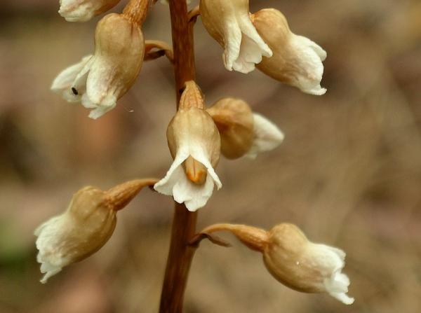 Gastrodia procera - Tall Potato Orchid.jpg
